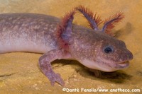 : Gyrinophilus porphyriticus; Spring Salamander