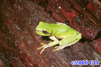 : Hyla walkeri