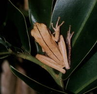 : Hypsiboas multifasciatus