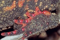 : Proceratophrys sp.