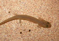 : Pseudotriton ruber ruber; Northern Red Salamander