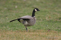 : Branta hutchinsii; Cackling Goose