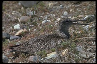 : Catoptrophorus semipalmatus; Willet