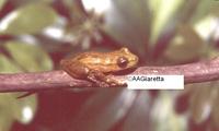 : Scinax cardosoi