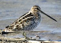 : Gallinago delicata; Wilson's Snipe