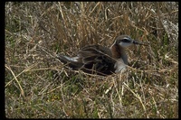 : Phalaropus tricolor; Wilson's Phalarope