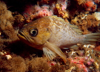 : Sebastes auriculatus; Brown Rockfish