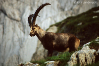 : Capra ibex ibex