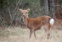 : Cervus nippon nippon; Sika Deer