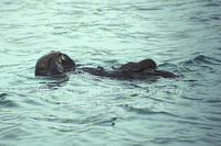 : Enhydra lutris nereis; Southern Sea Otter