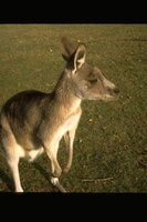 : Macropus sp.