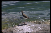 : Tringa flavipes; Lesser Yellowlegs