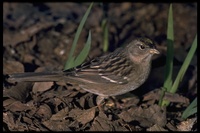 : Zonotrichia atricapilla; Golden-crowned Sparrow