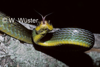 : Chironius carinatus; Snake