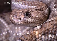 : Crotalus durissus unicolor; Aruba Island Rattlesnake