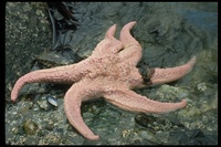 : Pisaster brevispinus; Sea Star