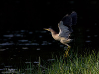 Yellow Bittern Scientific name - Ixobrychus sinensis