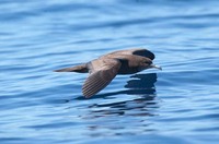 Wedge-tailed shearwater