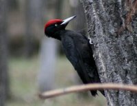 Black Woodpecker