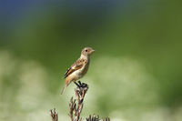 ［ノビタキ］ Siberian Stonechat / Saxicola maura / 13cm