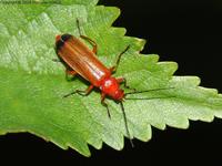 Rhagonycha fulva