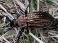Carabus ullrichii
