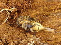 Acanthocinus aedilis - Timberman