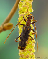 Xylosteus spinolae spinolae