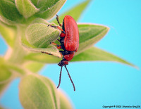 Lilioceris merdigera