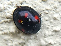Brumus quadripustulatus