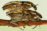 Coniocleonus nigrosuturatus