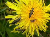 Oedemera virescens