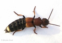 Dinothenarus fossor