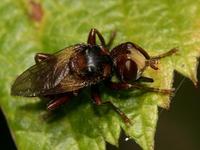 Sicus ferrugineus