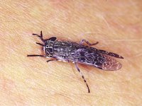 Haematopota pluvialis - Horse fly