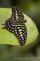 Graphium agamemnon - Tailed Jay