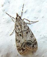 Dipleurina lacustrata
