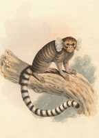 Common marmoset (Callithrix jacchus)