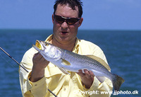 Cynoscion nebulosus, Spotted weakfish: fisheries, gamefish