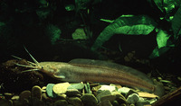 Clarias alluaudi, Alluaud's catfish: