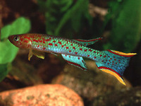 Scriptaphyosemion schmitti, : aquarium