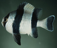 Dascyllus melanurus, Blacktail humbug: aquarium