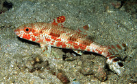 Upeneus tragula, Freckled goatfish: fisheries, aquarium