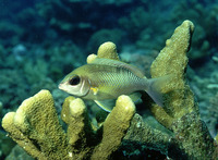 Scolopsis margaritifera, Pearly monocle bream: fisheries