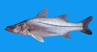 Centropomus viridis, White snook: fisheries, gamefish