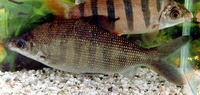 Distichodus antonii, :