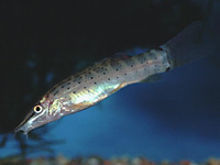 Syncrossus beauforti, Chameleon loach: fisheries, aquarium