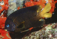 Stegastes arcifrons, Island major: