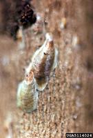 Aonidomytilus solidaginis