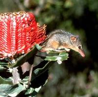 Image of: Tarsipes rostratus (honey possum)